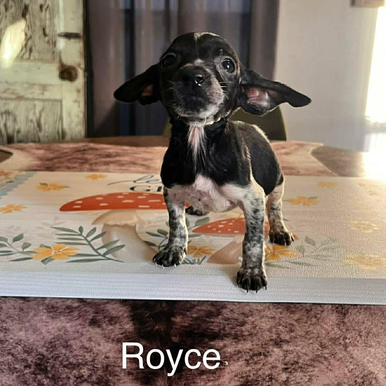 Enlarge Royce, a ADOPTABLE mixed breed in Windsor, ON image 2/5