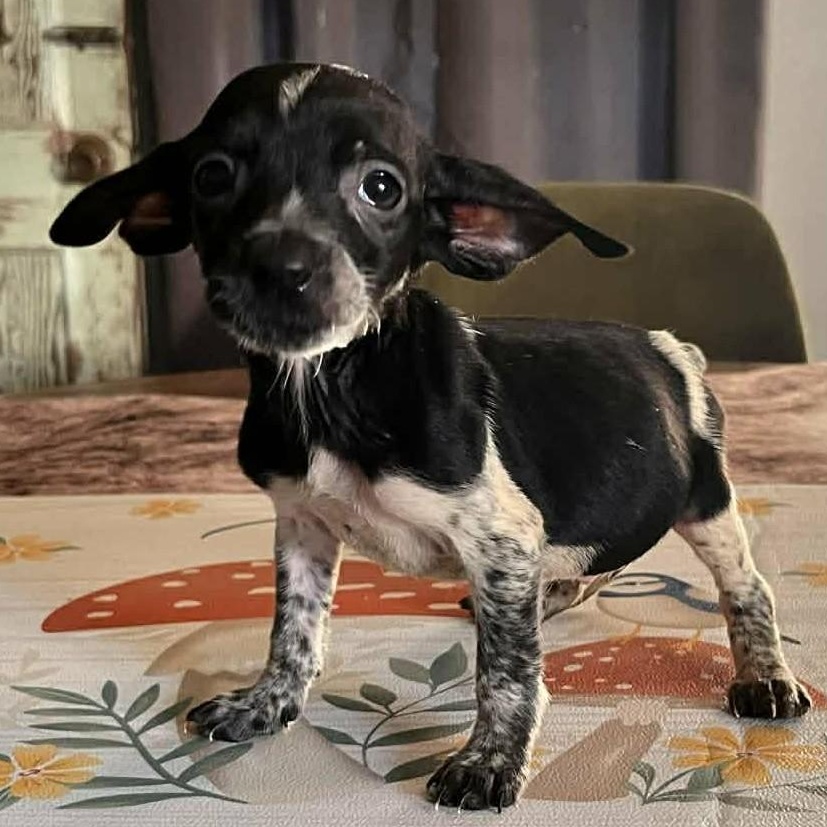 Enlarge Royce, a ADOPTABLE mixed breed in Windsor, ON image 1/5