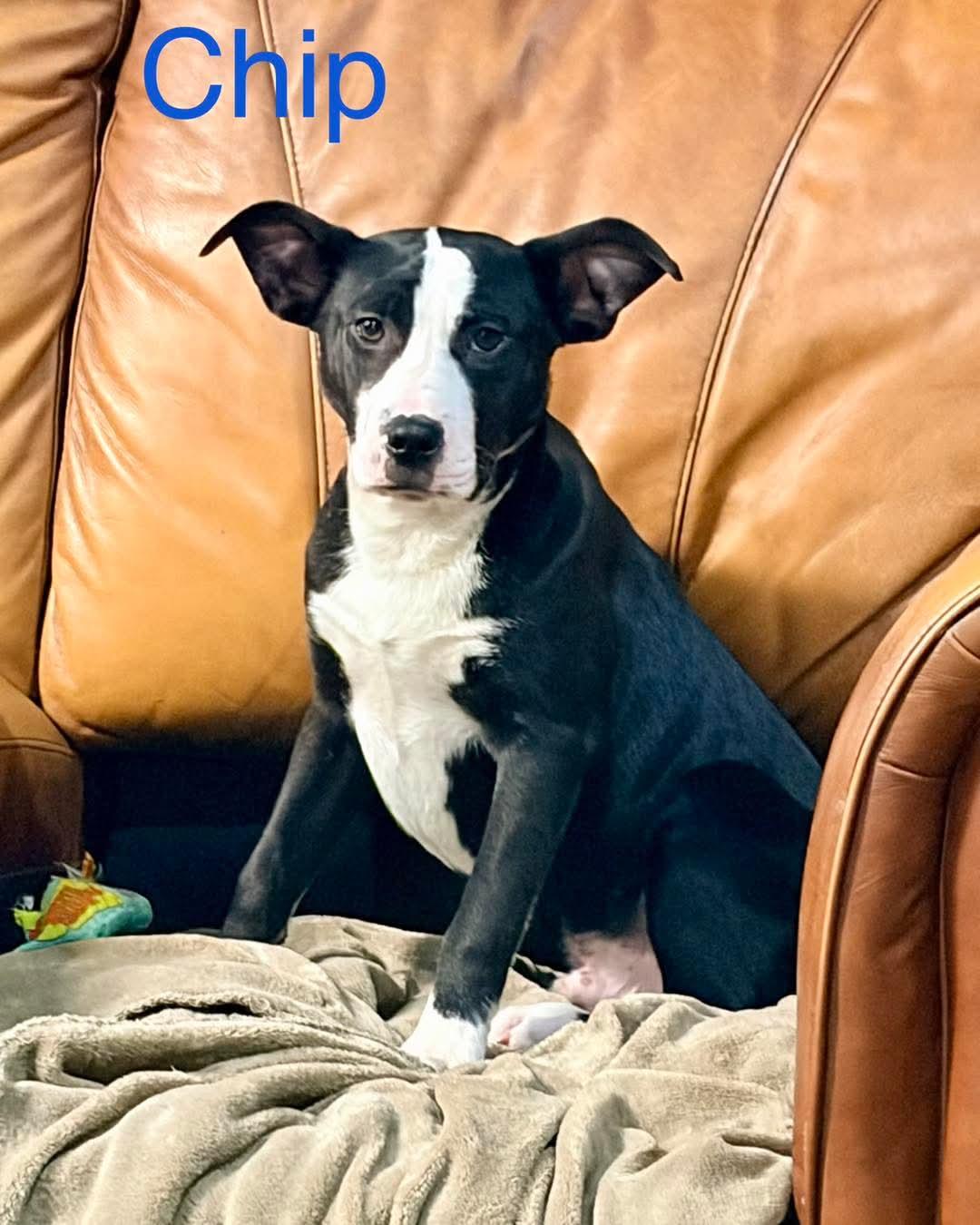 Enlarge Chip, a ADOPTABLE mixed breed in Washington , PA image 1/1