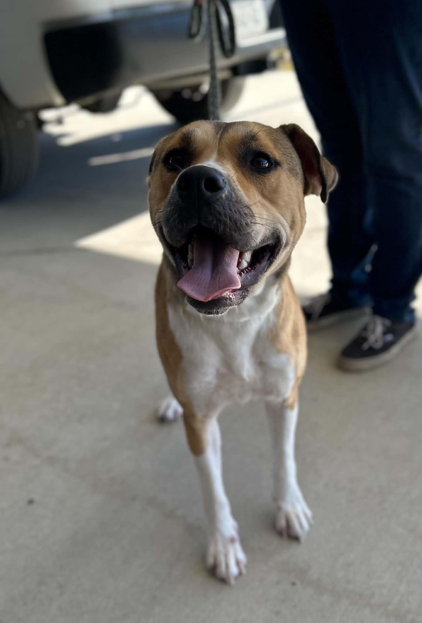 Enlarge Yin, a Adoptable mixed breed in Manchester, TN image 5/5
