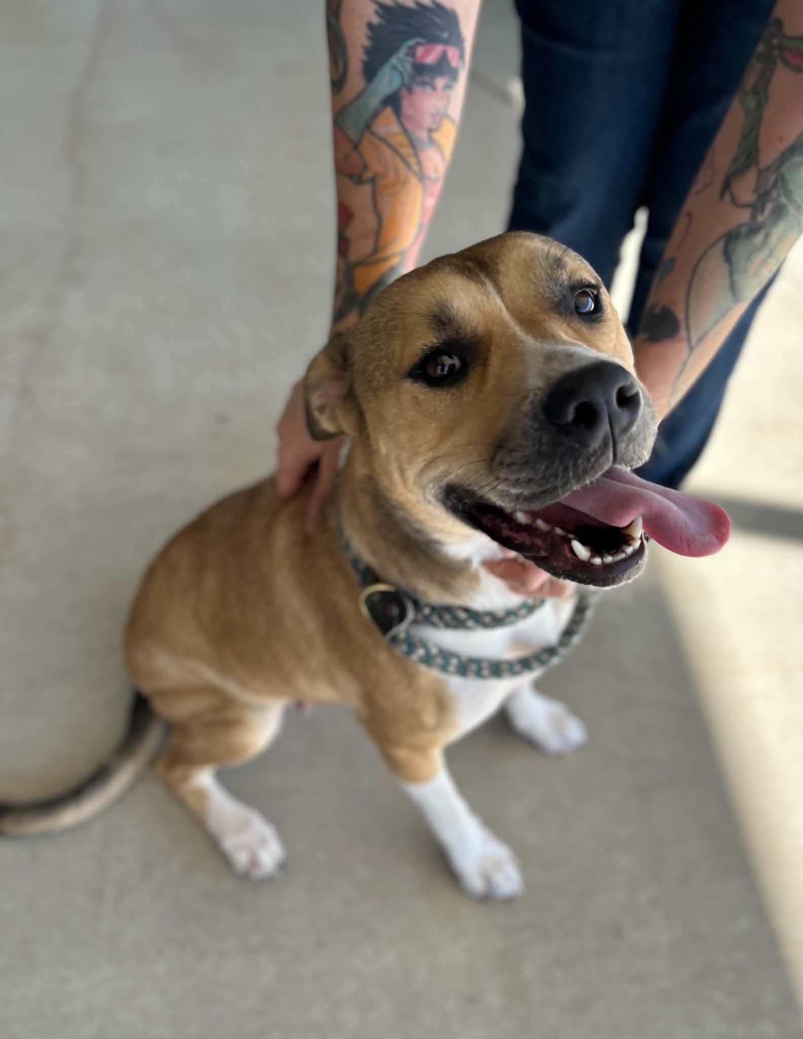 Enlarge Yin, a Adoptable mixed breed in Manchester, TN image 2/5