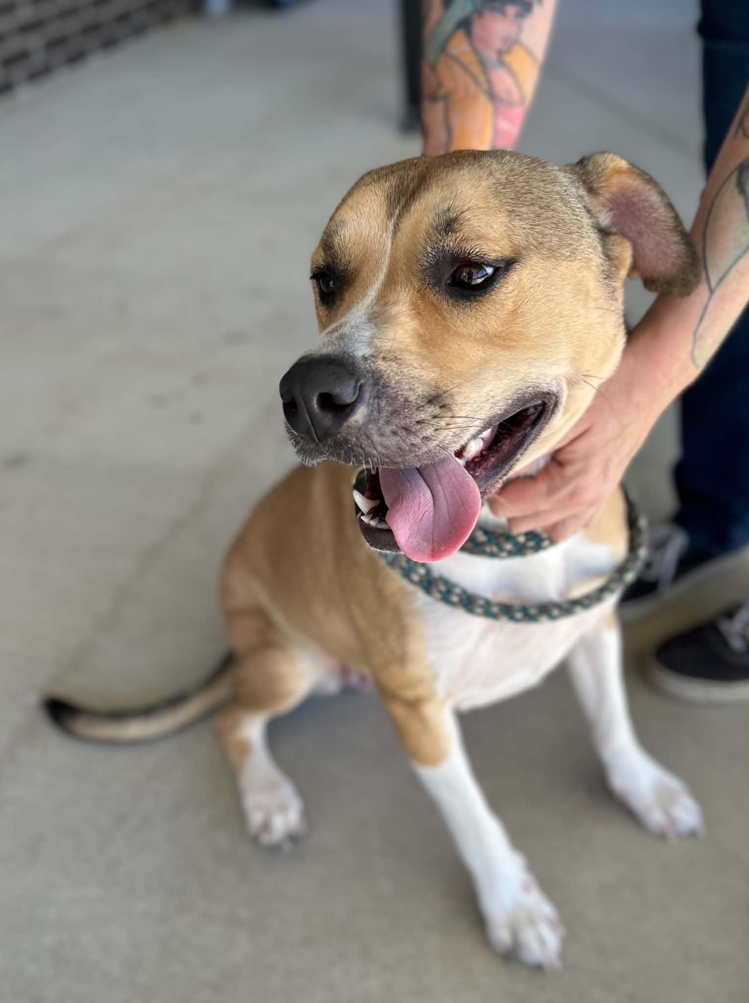 Enlarge Yin, a Adoptable mixed breed in Manchester, TN image 4/5