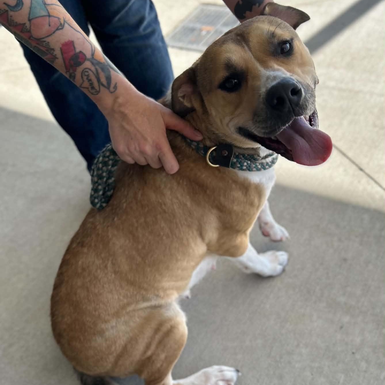 Yin, Adoptable, Puppy Female Mixed Breed.