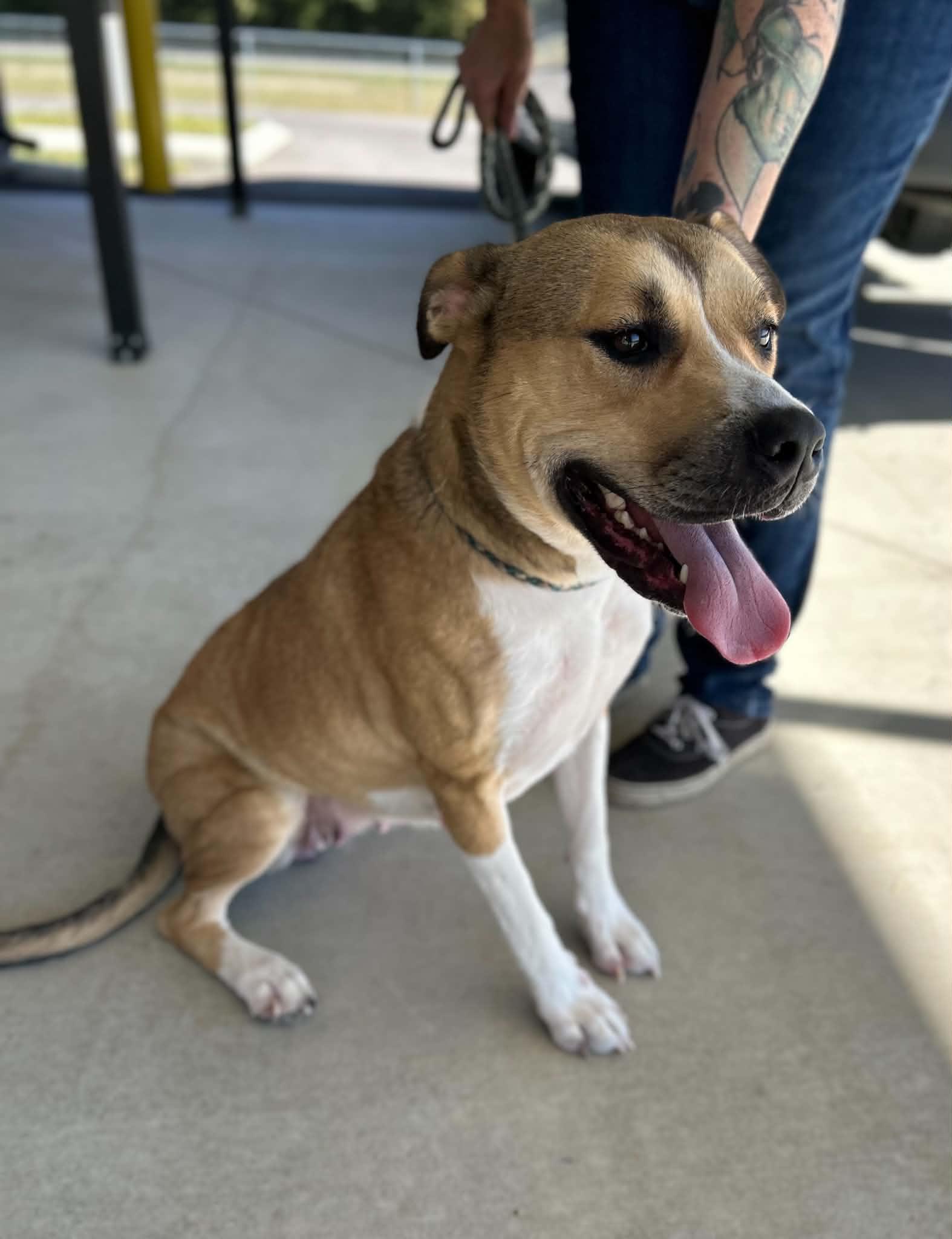 Enlarge Yin, a Adoptable mixed breed in Manchester, TN image 3/5