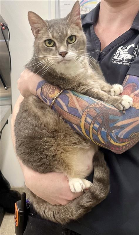 Enlarge Clovis, a Adoptable Domestic Short Hair in Prince Frederick, MD image 2/2