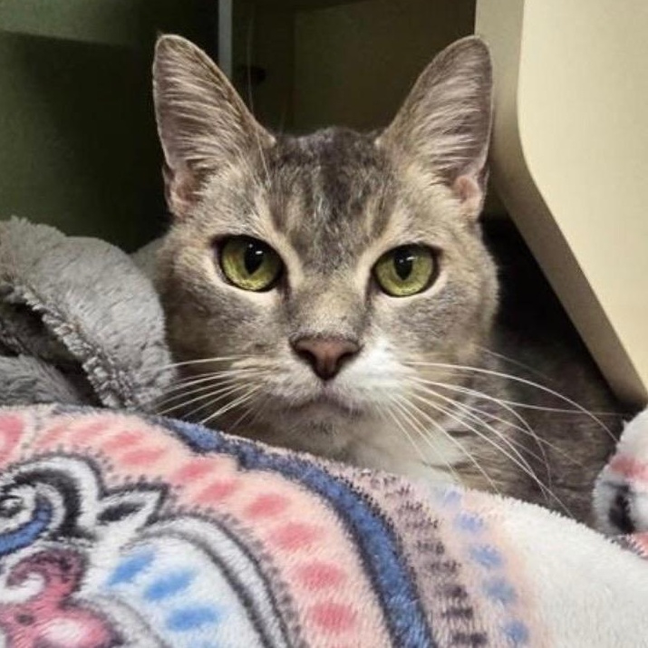 Clovis, Adoptable, Senior Male Domestic Short Hair.