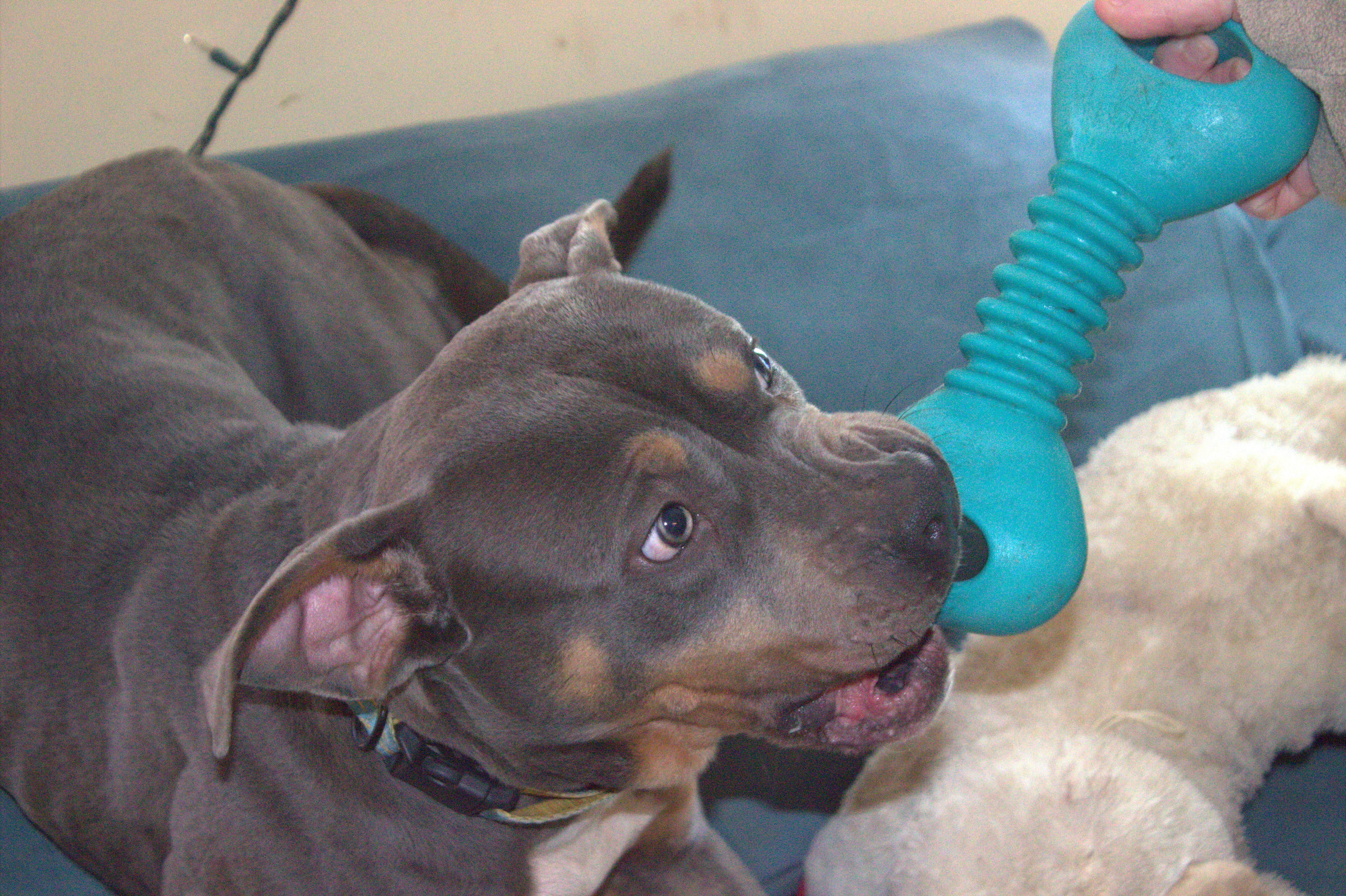 Monkey, a Adoptable Terrier in Waldorf, MD image 2/4