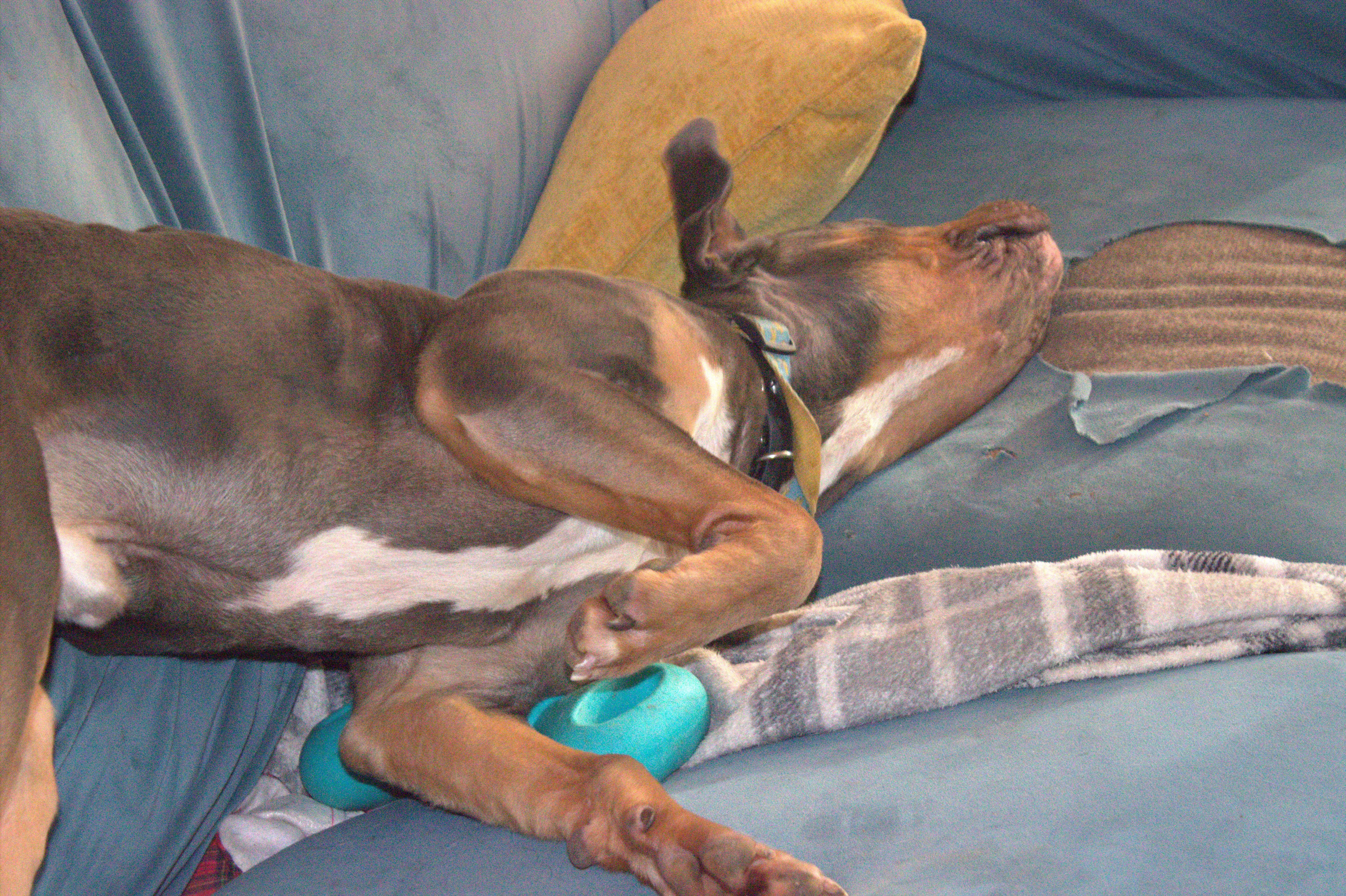 Monkey, a Adoptable Terrier in Waldorf, MD image 4/4