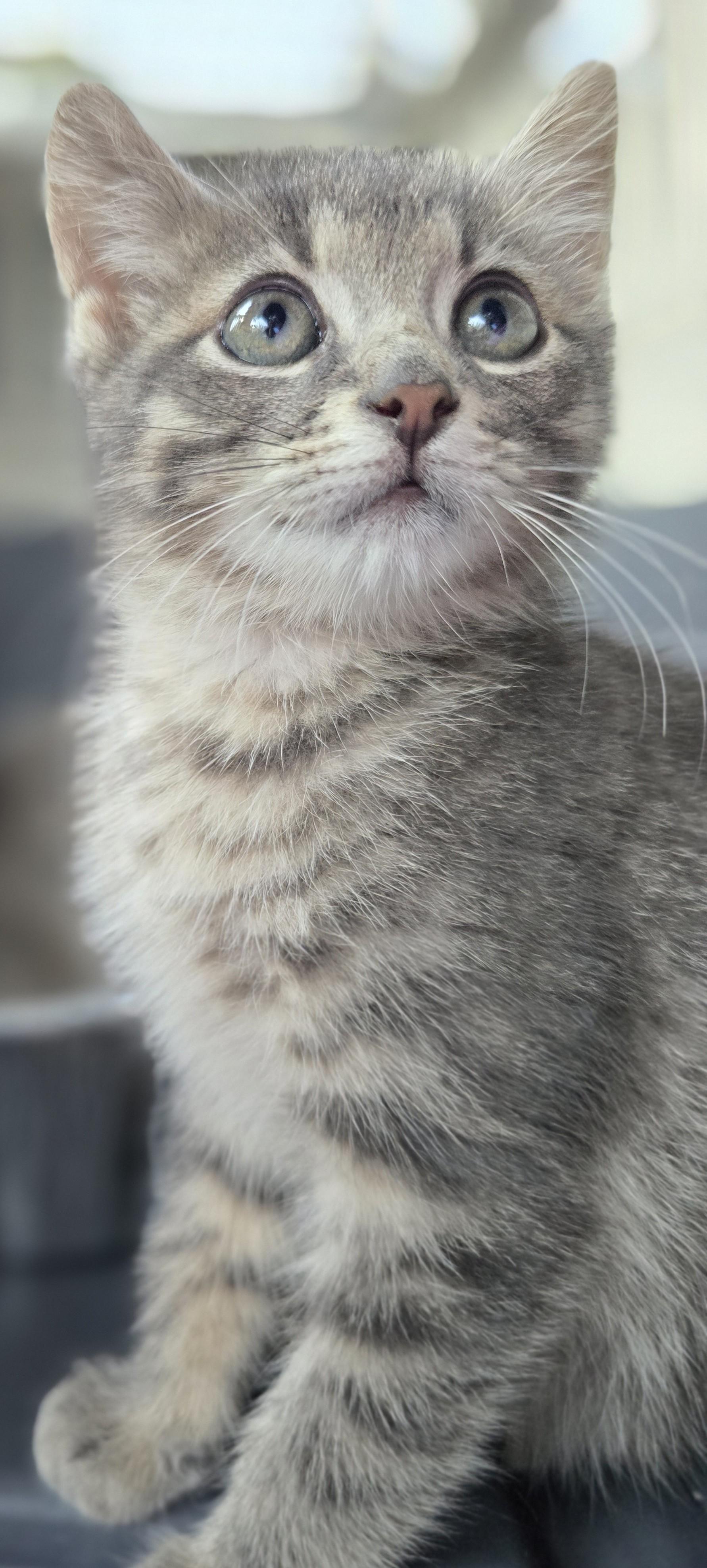 Enlarge Kameko and Kobe, an adopted Domestic Short Hair in Lucknow, ON image 5/6