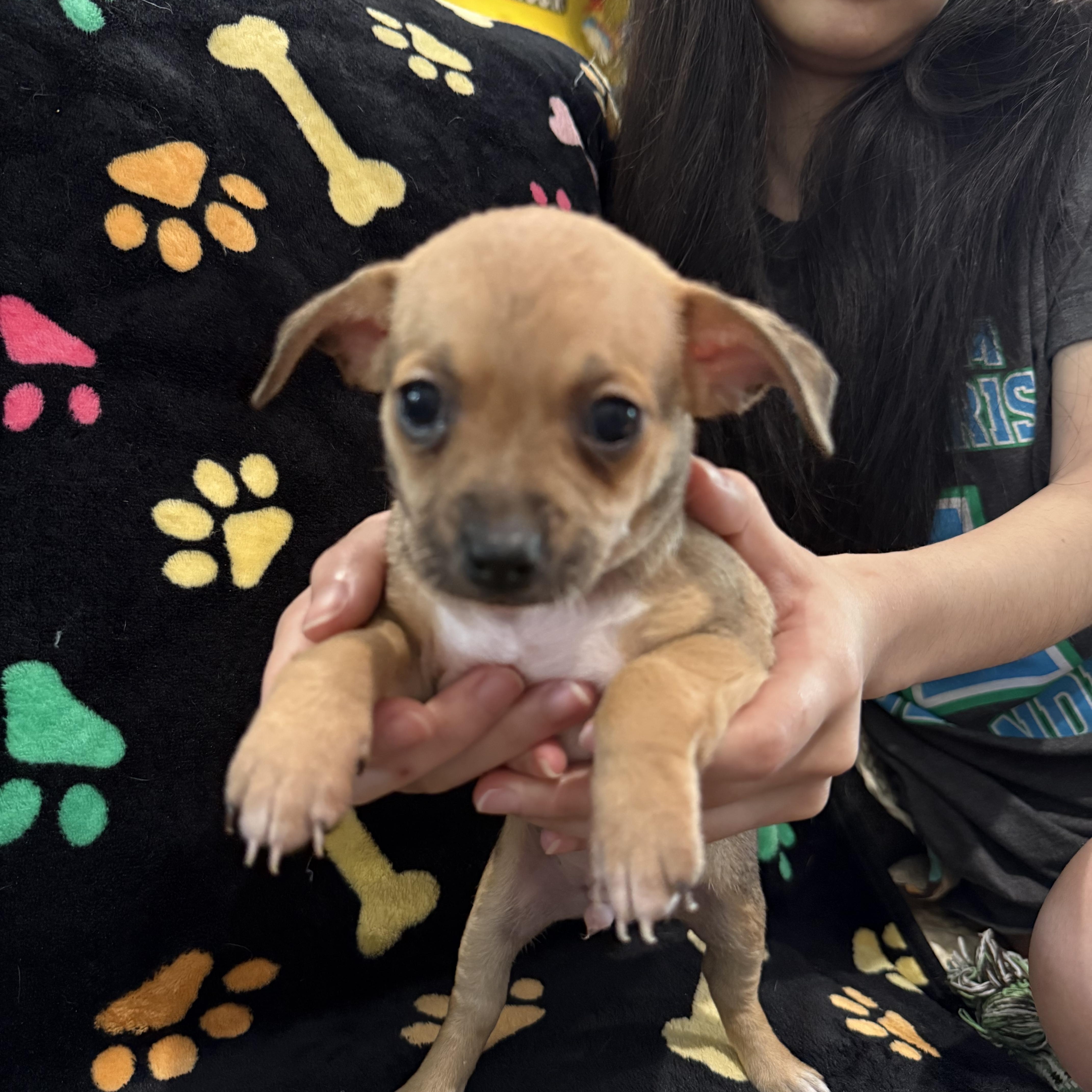 Enlarge Pepper Jack, a Adoptable mixed breed in Portland, OR image 1/4