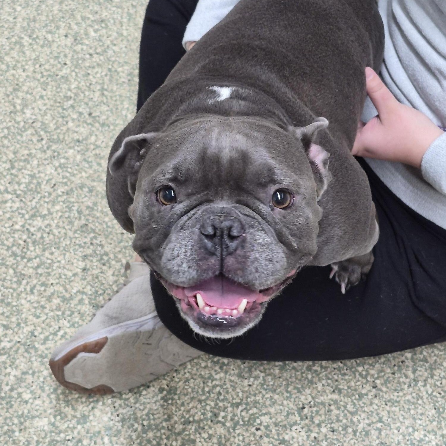 Bella, ADOPTABLE, Adult Female Bulldog.