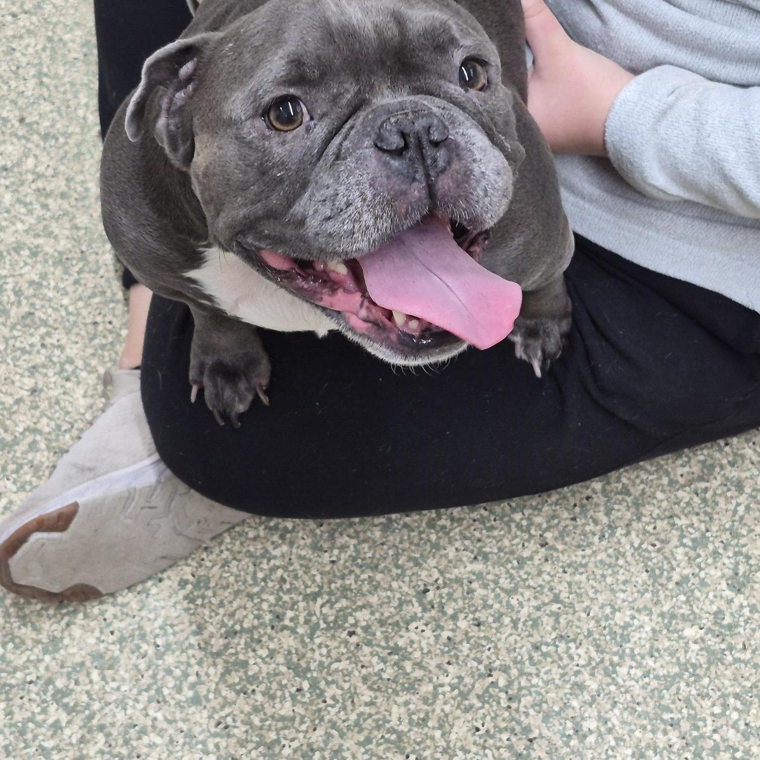 Enlarge Bella, a ADOPTABLE Bulldog in Warwick, RI image 2/2