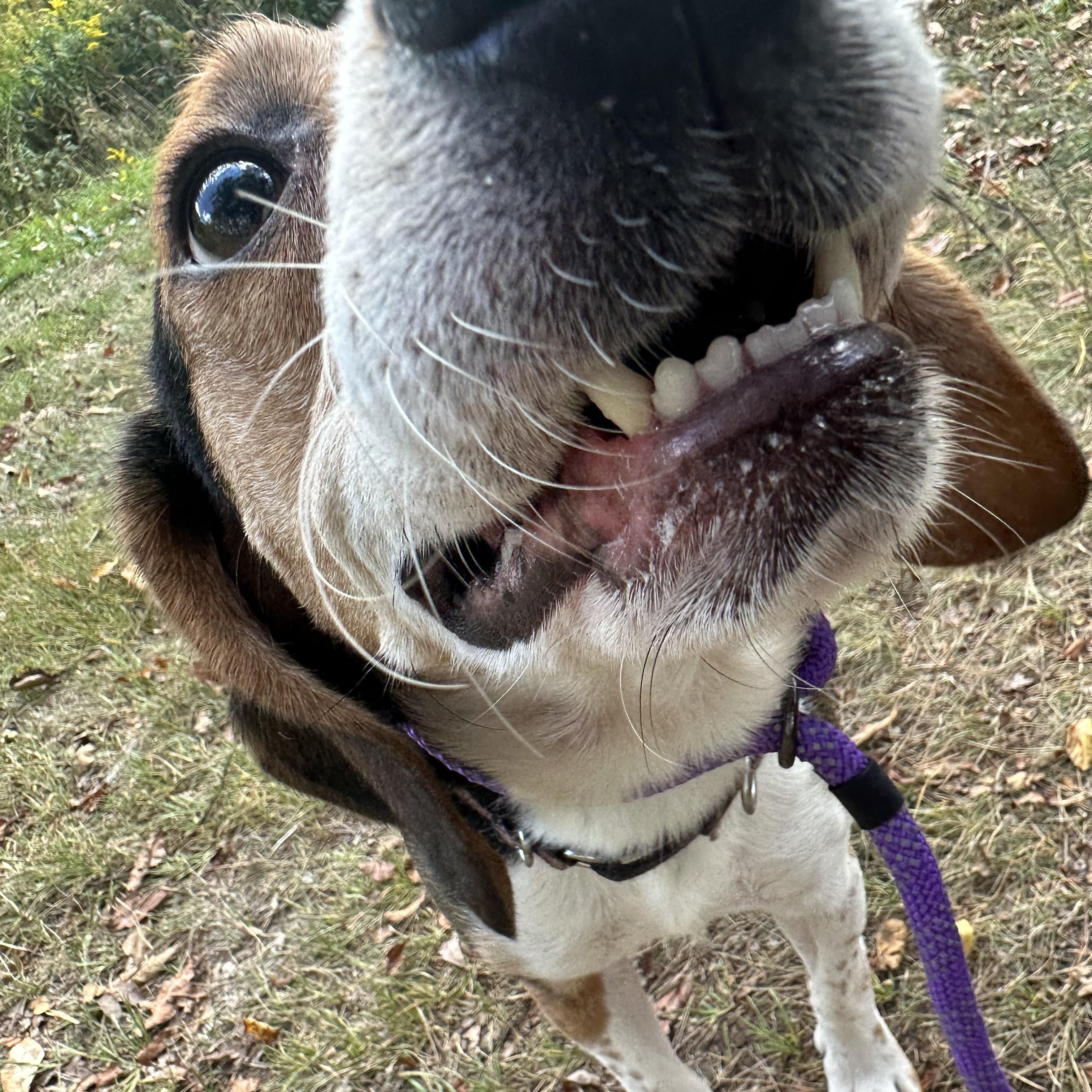 Montgomery Gator, a Adoptable Beagle in Olean, NY image 3/3