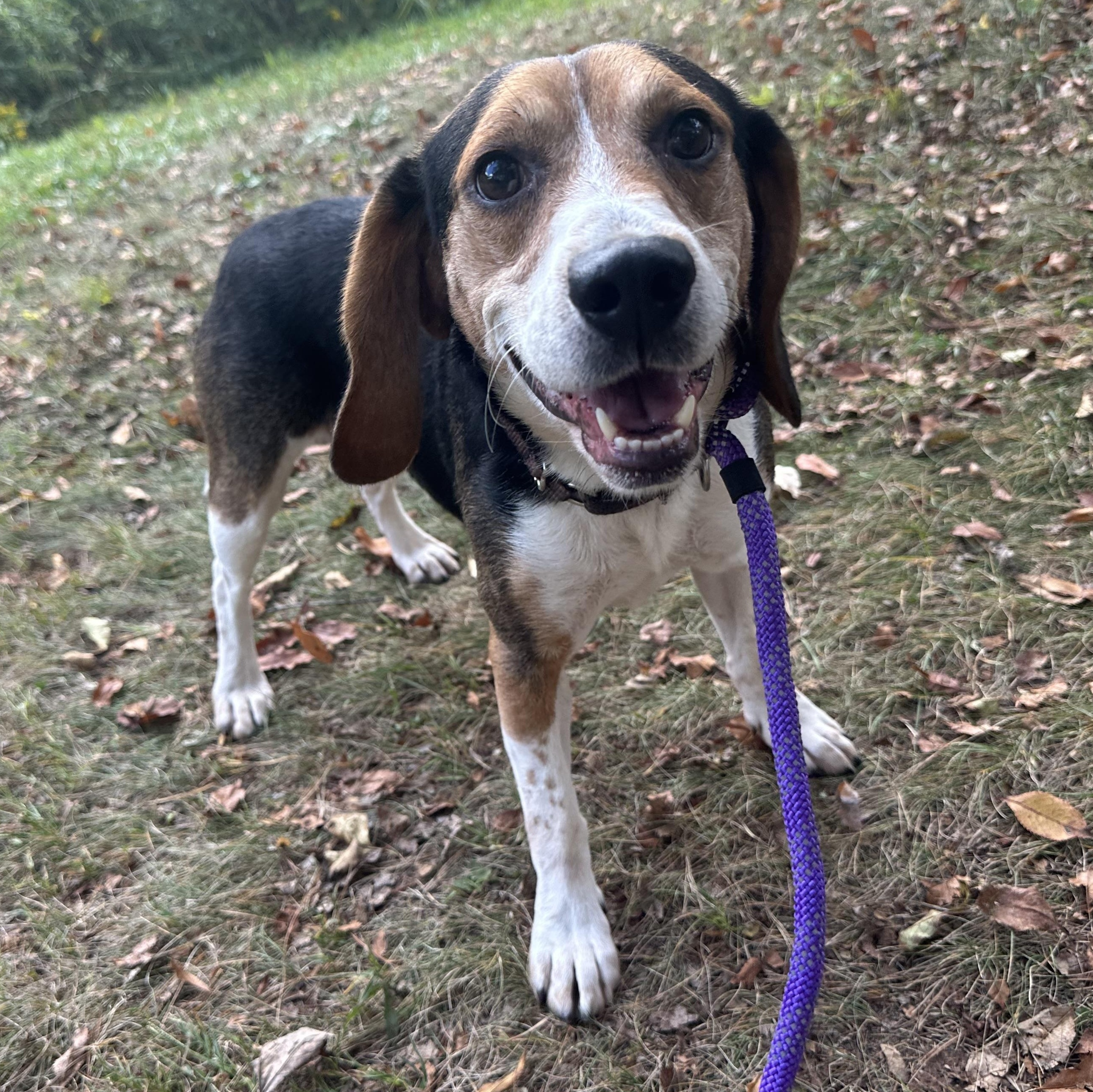 Montgomery Gator, a Adoptable Beagle in Olean, NY image 2/3