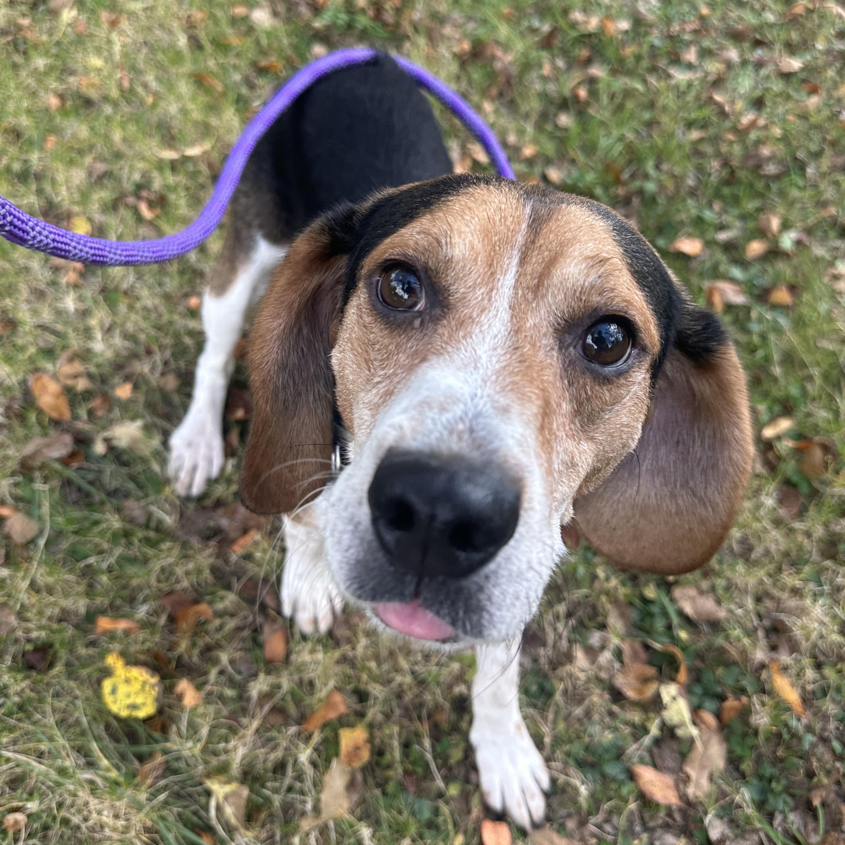 Montgomery Gator, a Adoptable Beagle in Olean, NY image 1/3