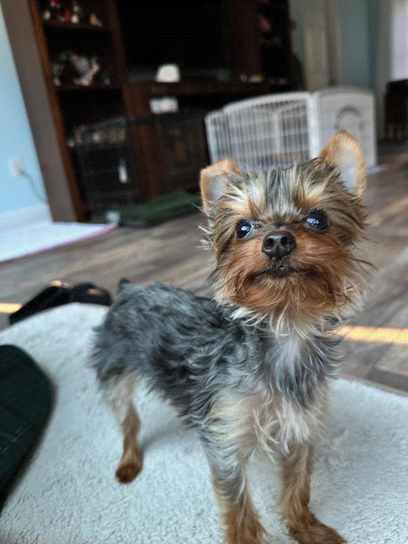 Enlarge Riley, a Adoptable Yorkshire Terrier in Indian Trail, NC image 2/4