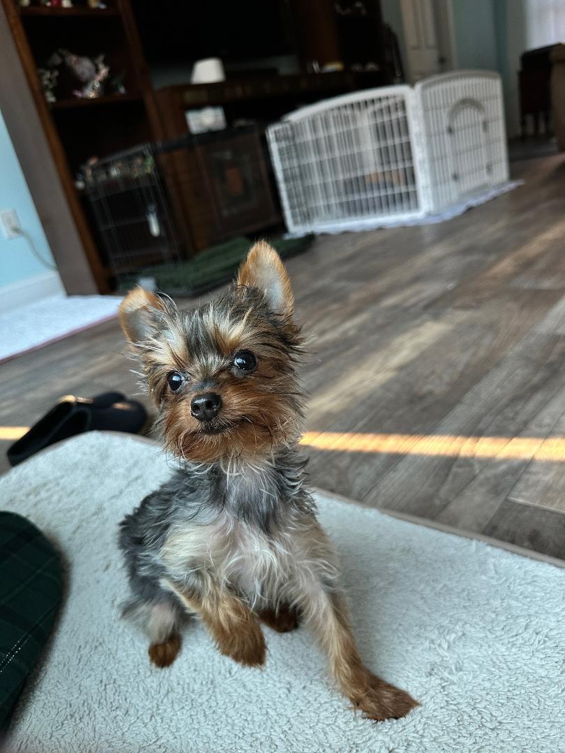 Enlarge Riley, a Adoptable Yorkshire Terrier in Indian Trail, NC image 3/4