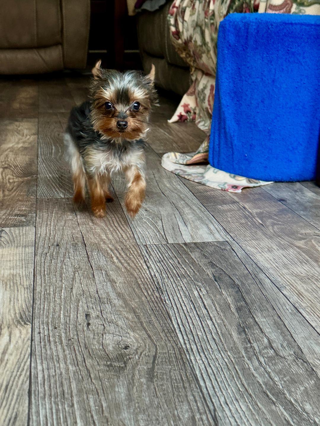 Enlarge Riley, a Adoptable Yorkshire Terrier in Indian Trail, NC image 4/4