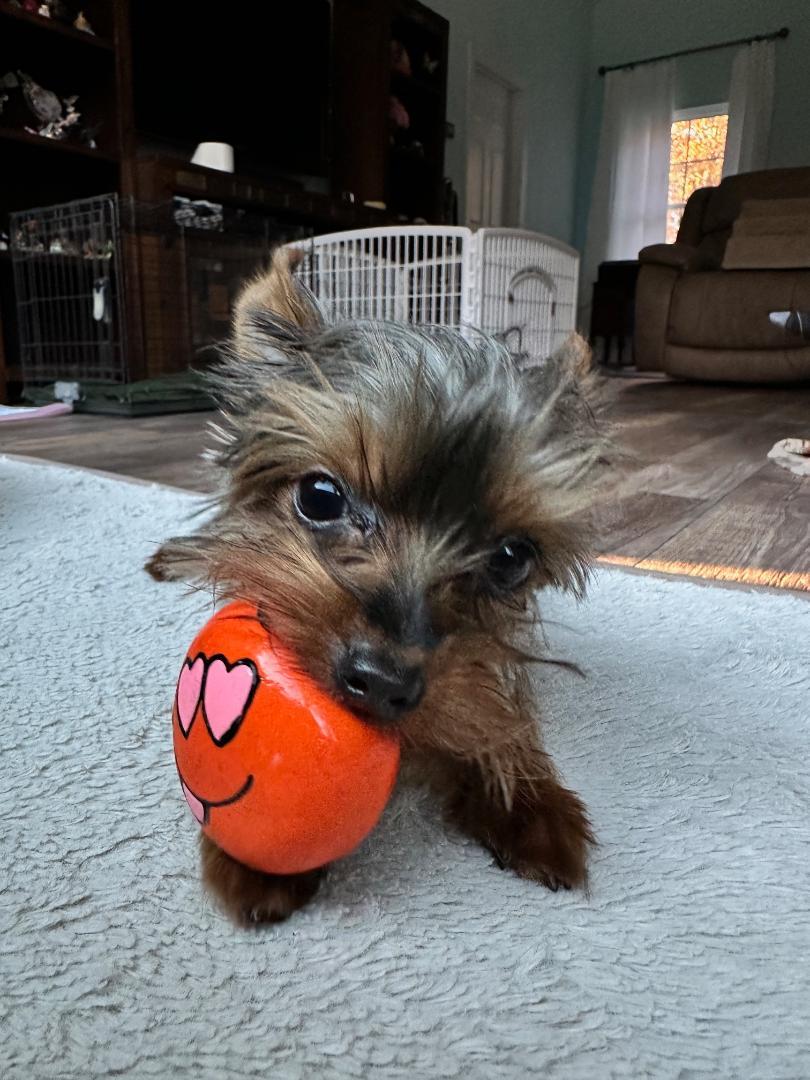Enlarge Riley, a Adoptable Yorkshire Terrier in Indian Trail, NC image 1/4
