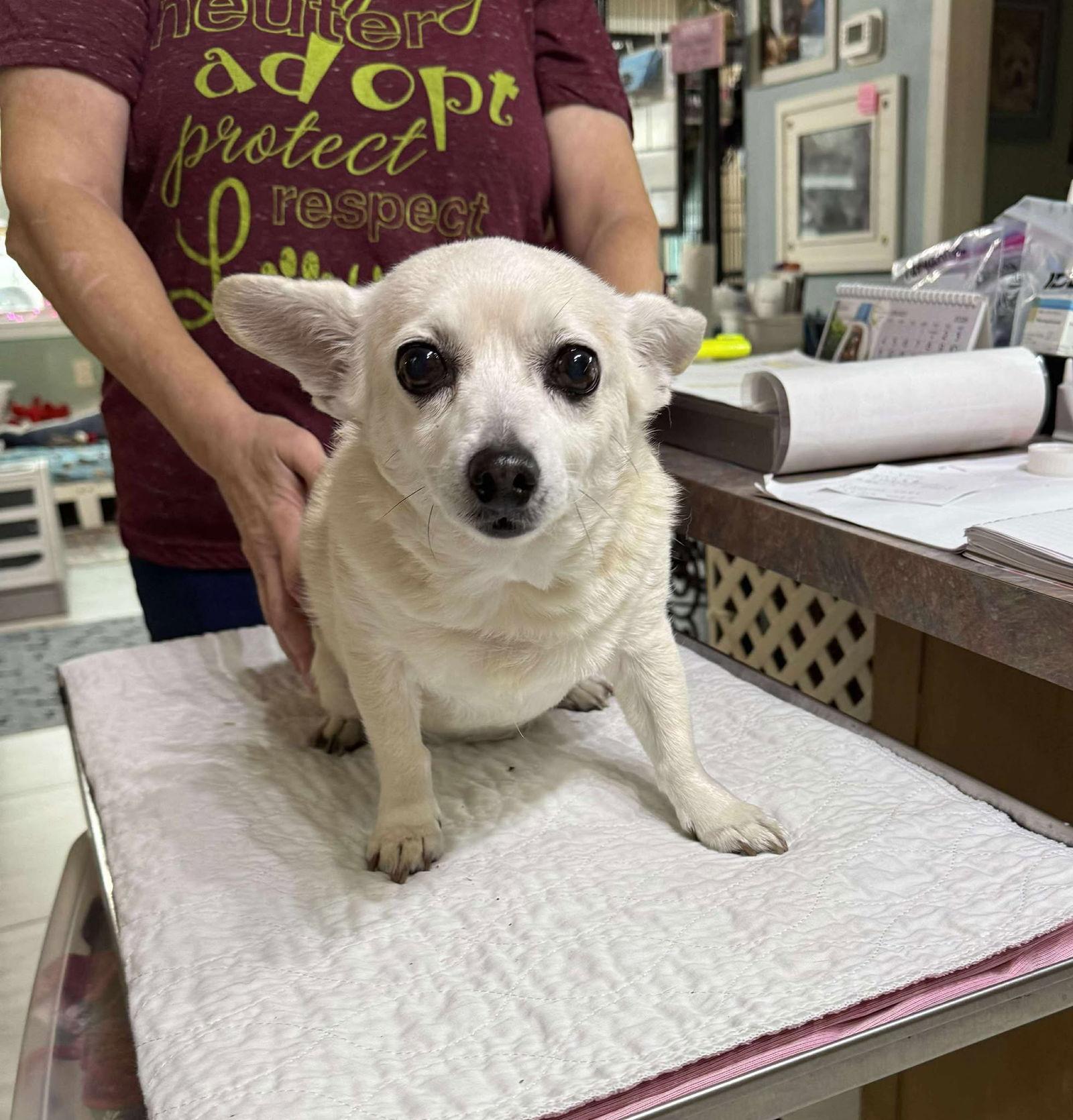 Roseanne (NOT YET AVAILABLE), Adoptable, Adult Female Chihuahua.