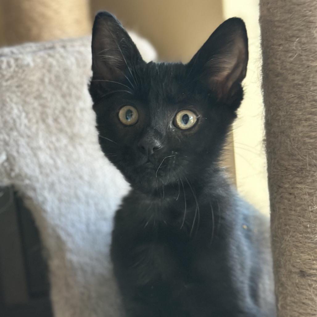 Enlarge Moxi, a Adoptable Domestic Short Hair in Grantsville, UT image 1/1