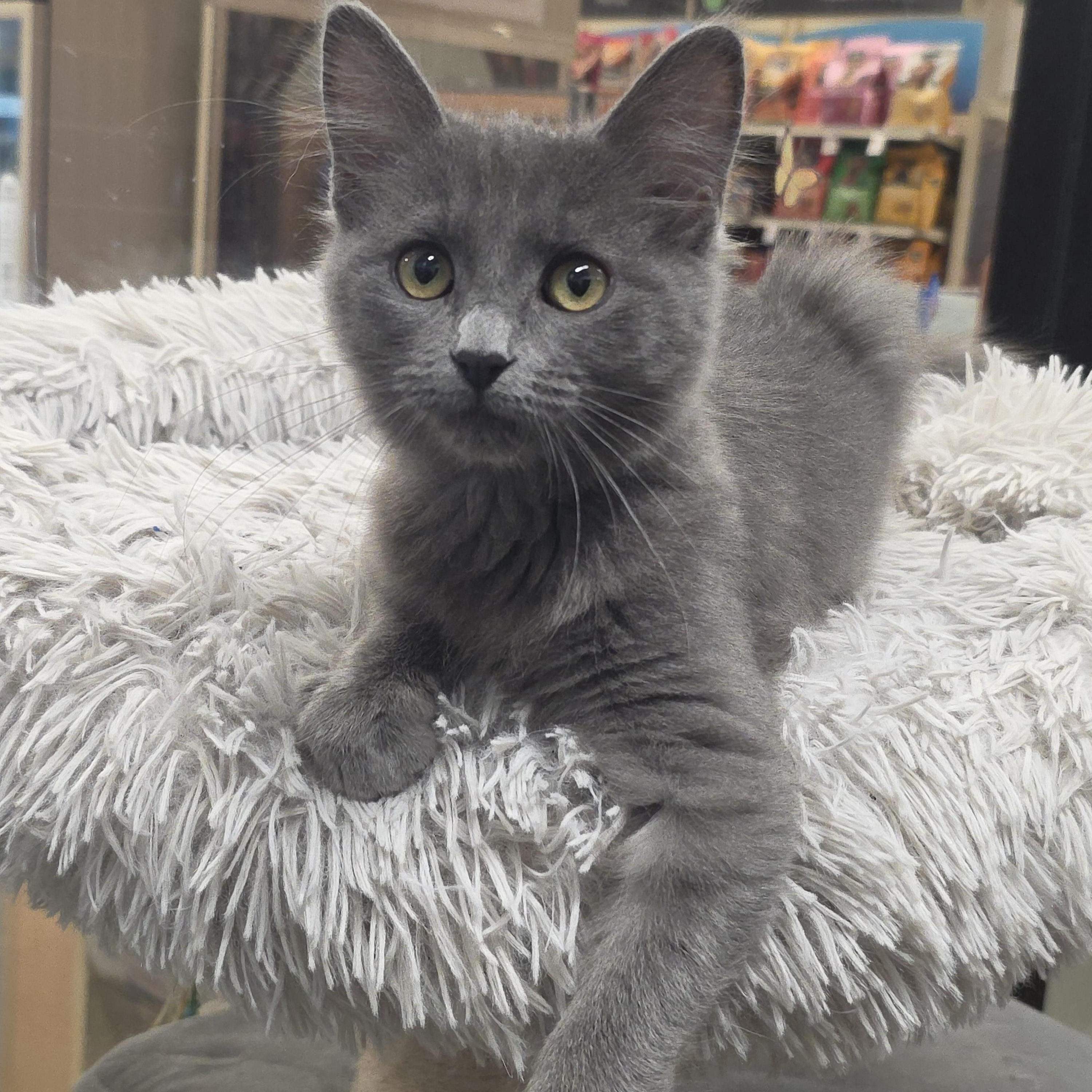 Ted, ADOPTABLE, Young Male Domestic Medium Hair.