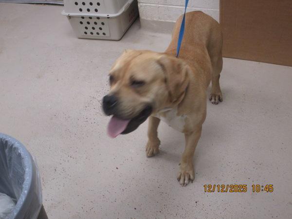 Enlarge Gus (29), a Adoptable mixed breed in Marietta, GA image 1/1