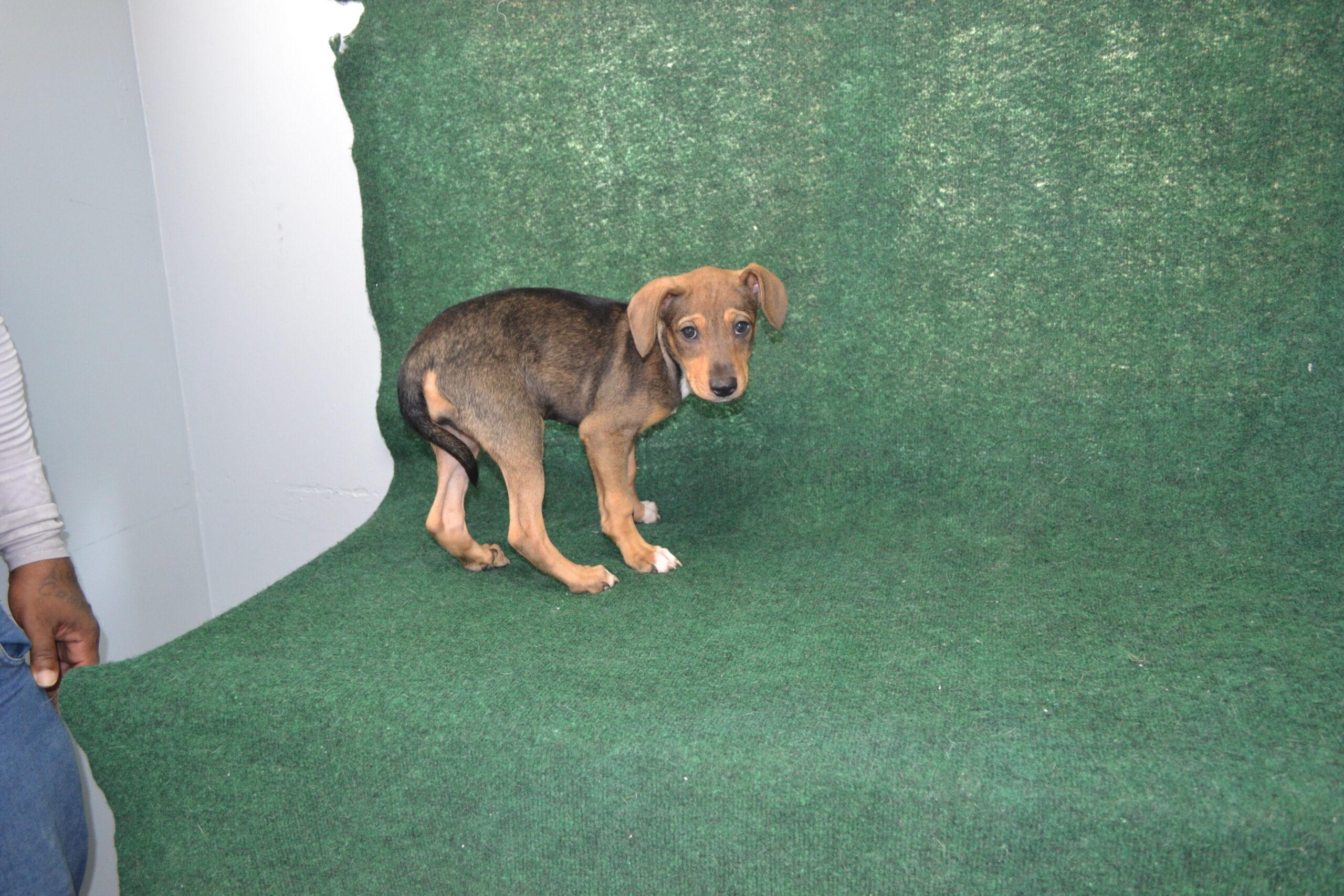 Muffin, Adoptable, Puppy Female Dachshund & Beagle.