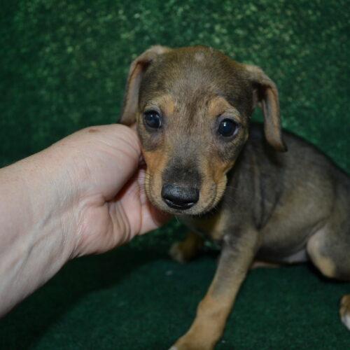 Enlarge Muffin, a Adoptable mixed breed in Jackson, LA image 2/2