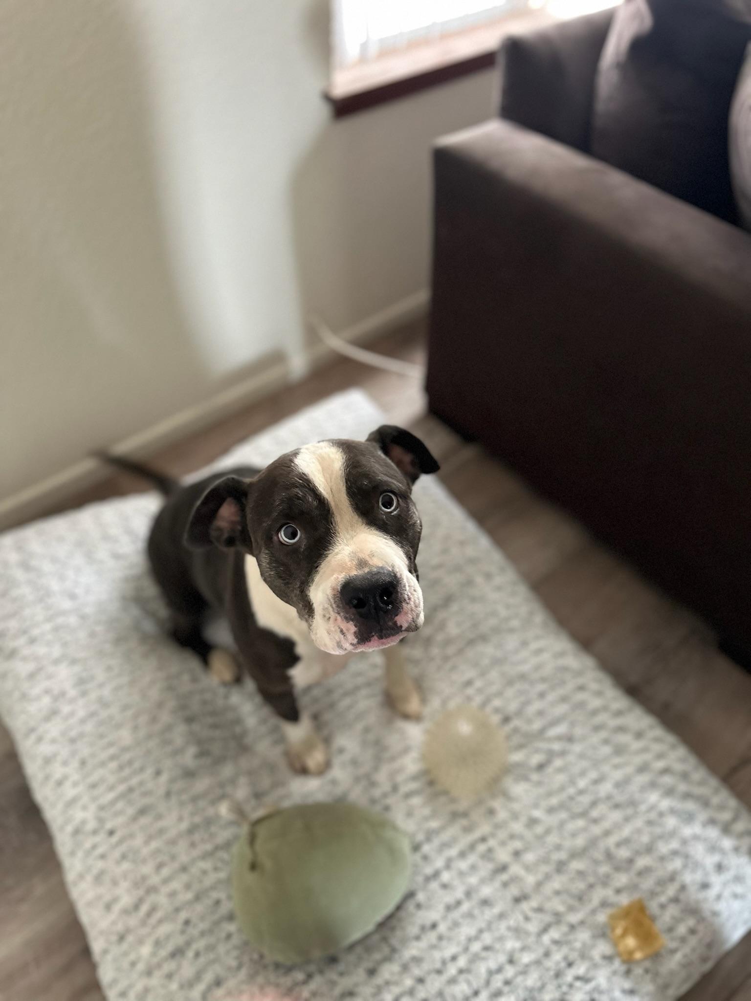 Enlarge Princess, a Adoptable Pit Bull Terrier in San Diego , CA image 4/6