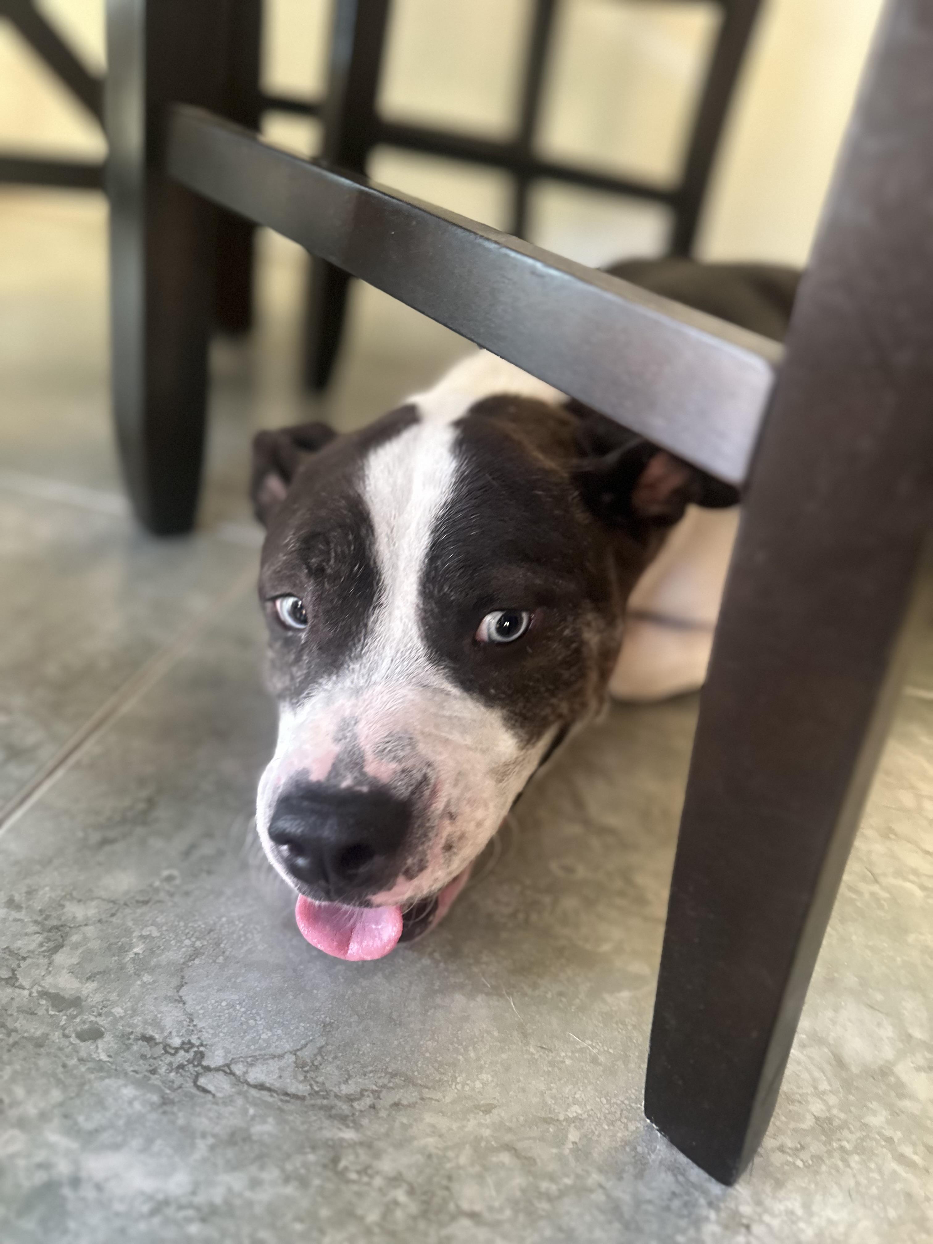 Enlarge Princess, a Adoptable Pit Bull Terrier in San Diego , CA image 2/6