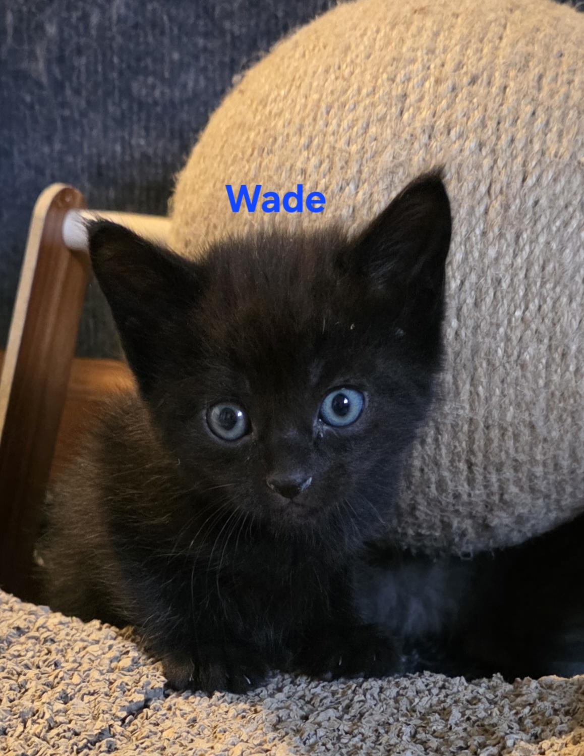 Enlarge Wade, a ADOPTABLE Domestic Short Hair in Jamesville, NY image 1/3