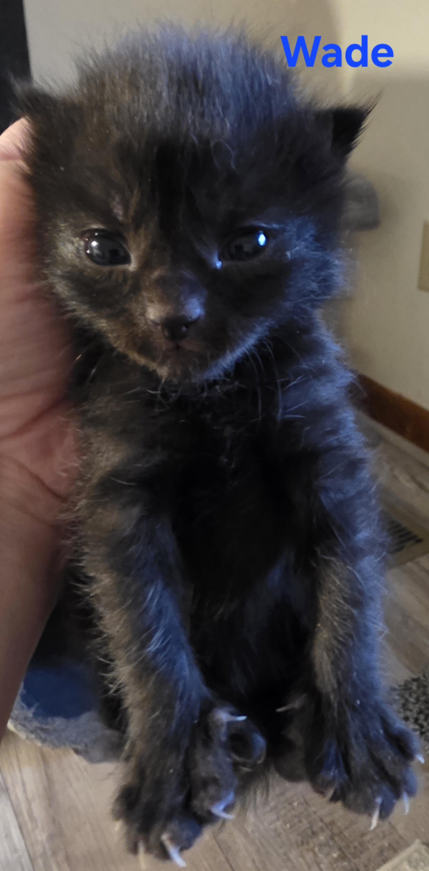 Wade, ADOPTABLE, Kitten Male Domestic Short Hair.