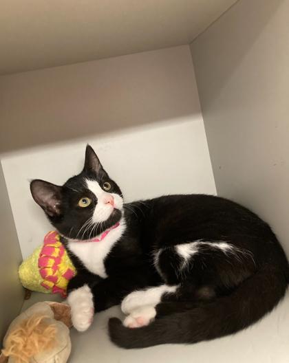 Boomarang, Adoptable, Kitten Female Domestic Short Hair & Domestic Short Hair.