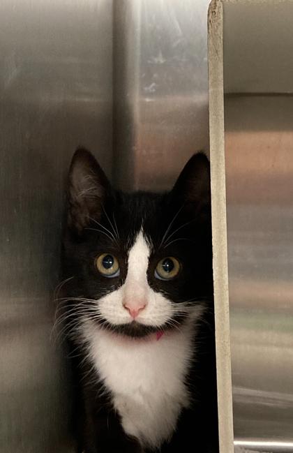 Enlarge Boomarang, a Adoptable Domestic Short Hair in Picayune, MS image 2/3