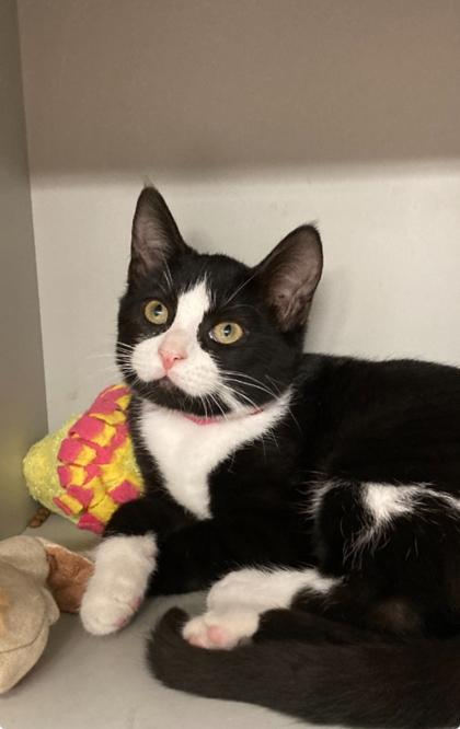 Enlarge Boomarang, a Adoptable Domestic Short Hair in Picayune, MS image 3/3