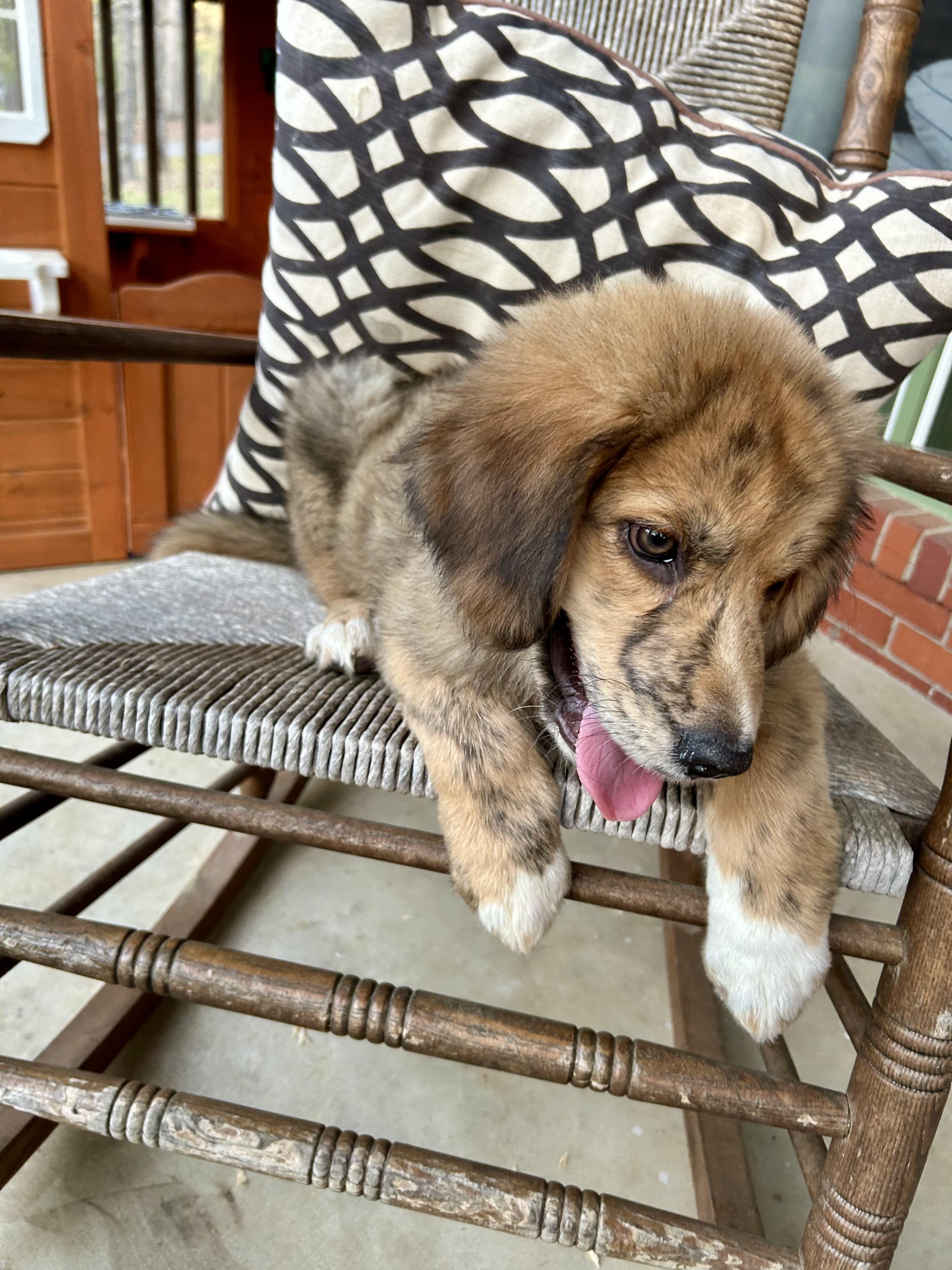 Enlarge SAM, an adopted mixed breed in Hartford, CT image 3/5