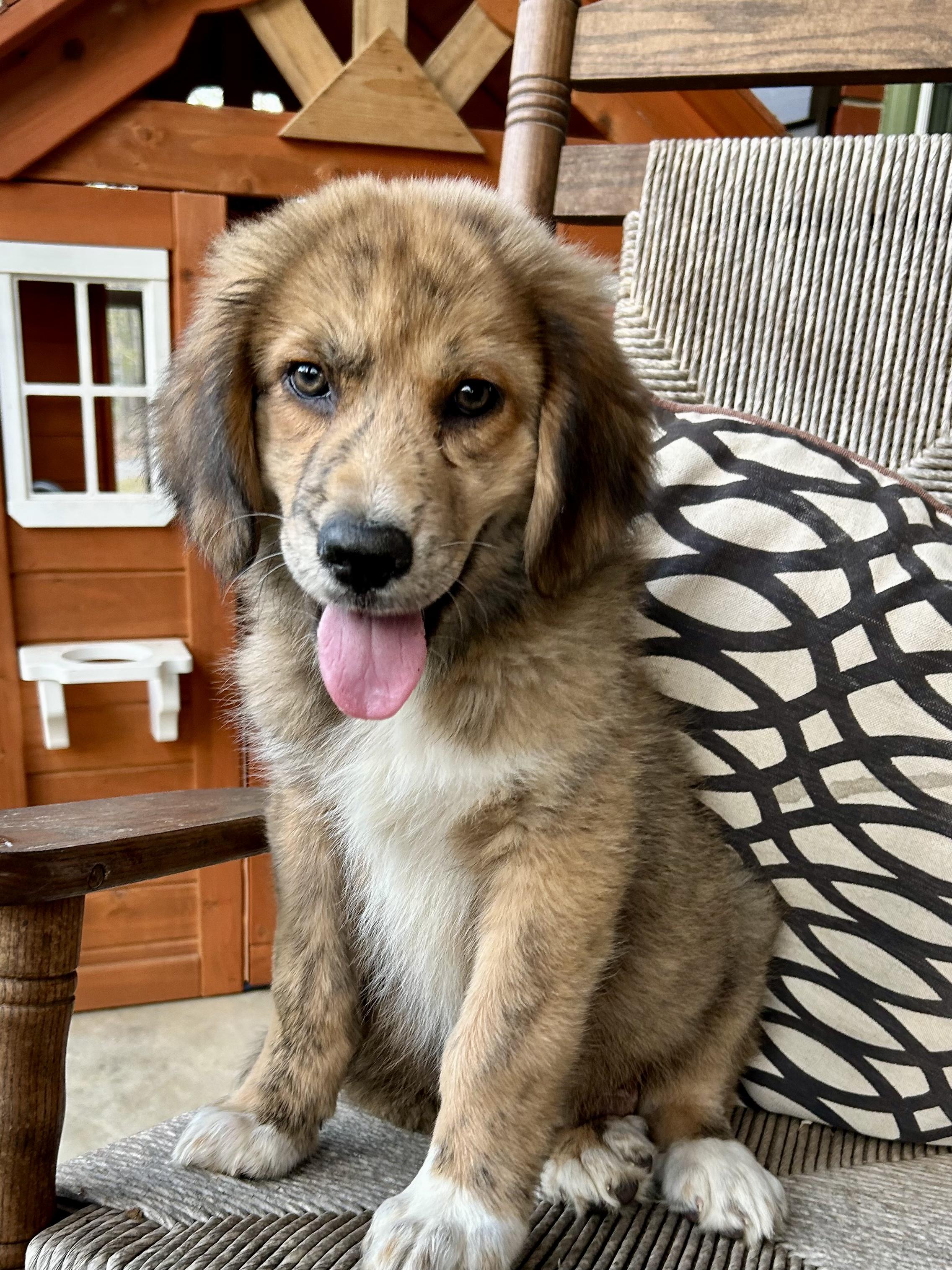SAM, adopted, Puppy Male Great Pyrenees & Golden Retriever.