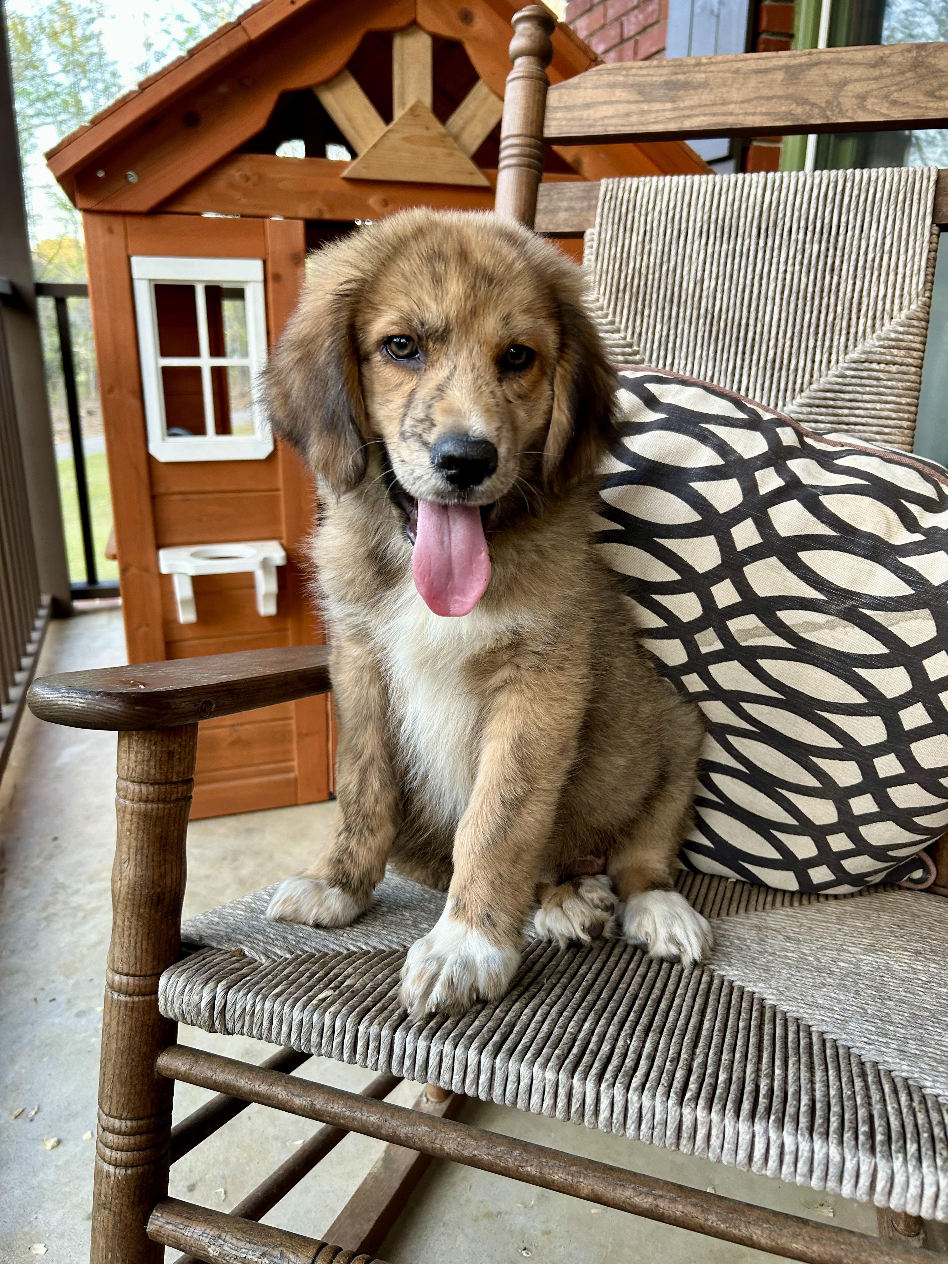 Enlarge SAM, an adopted mixed breed in Hartford, CT image 4/5