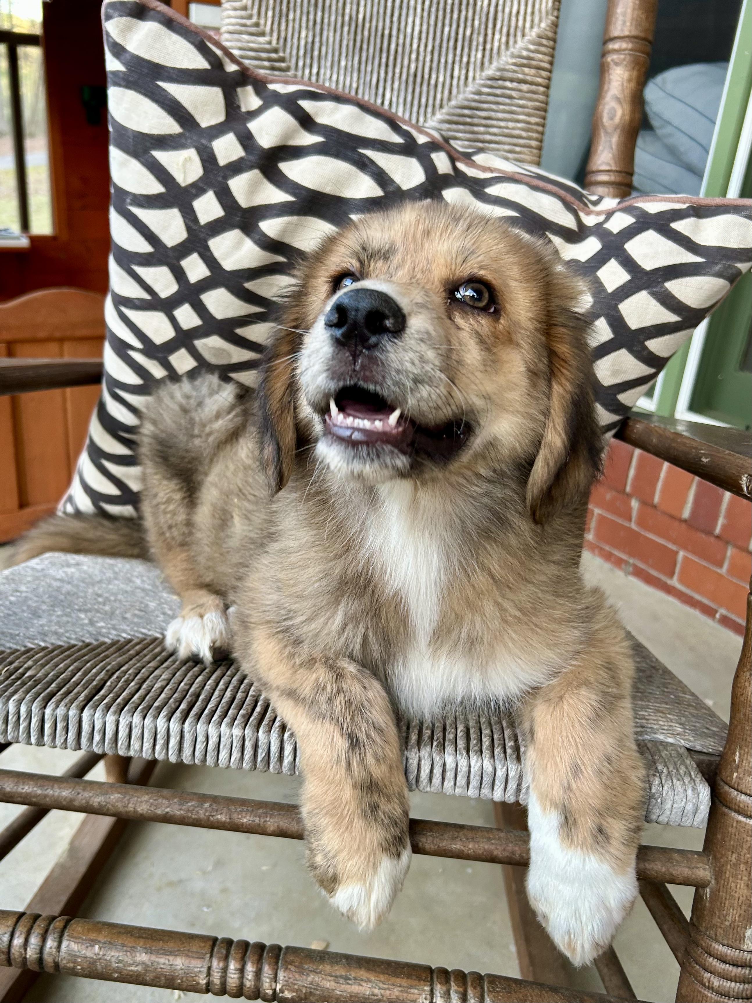 Enlarge SAM, an adopted mixed breed in Hartford, CT image 2/5