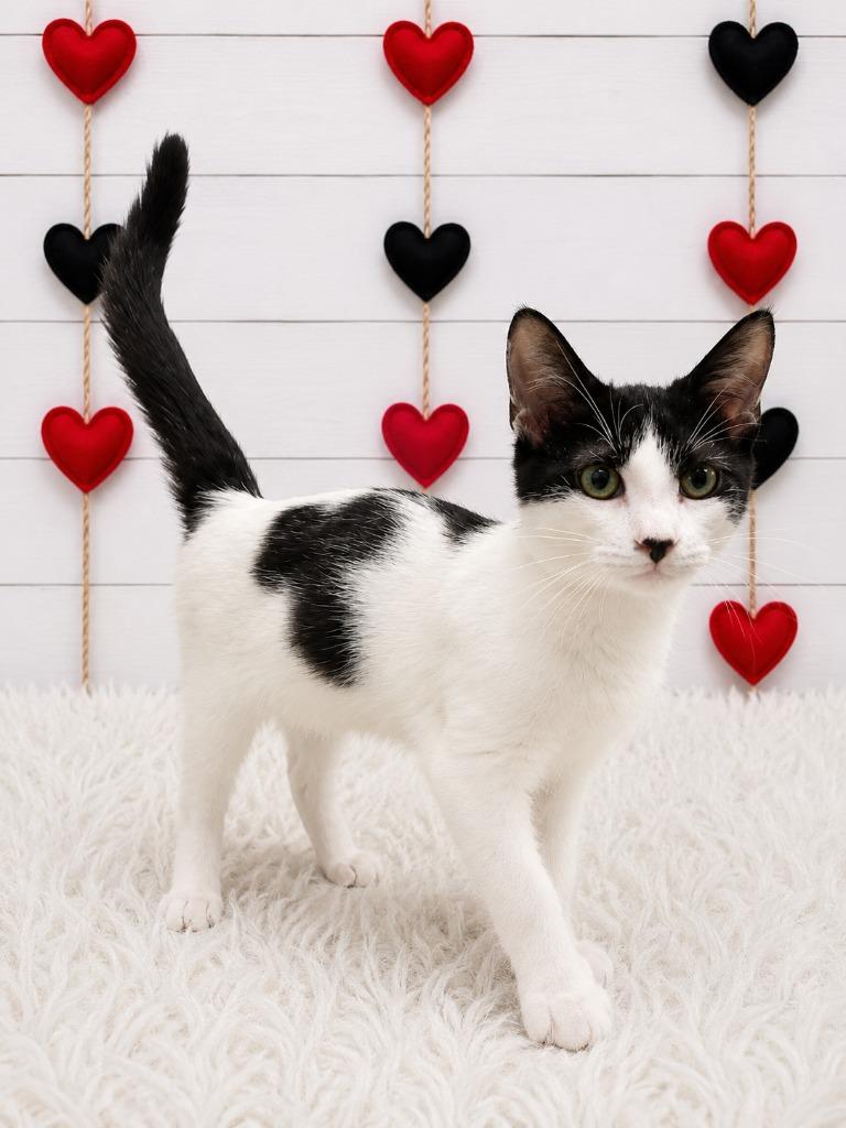 Enlarge Regal, a Adopted mixed breed in Corpus Christi, TX image 1/1