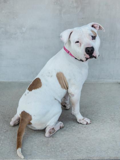 Arabelle — thumbnail 2