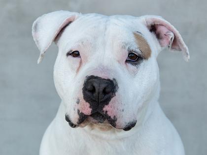 Arabelle — thumbnail 3