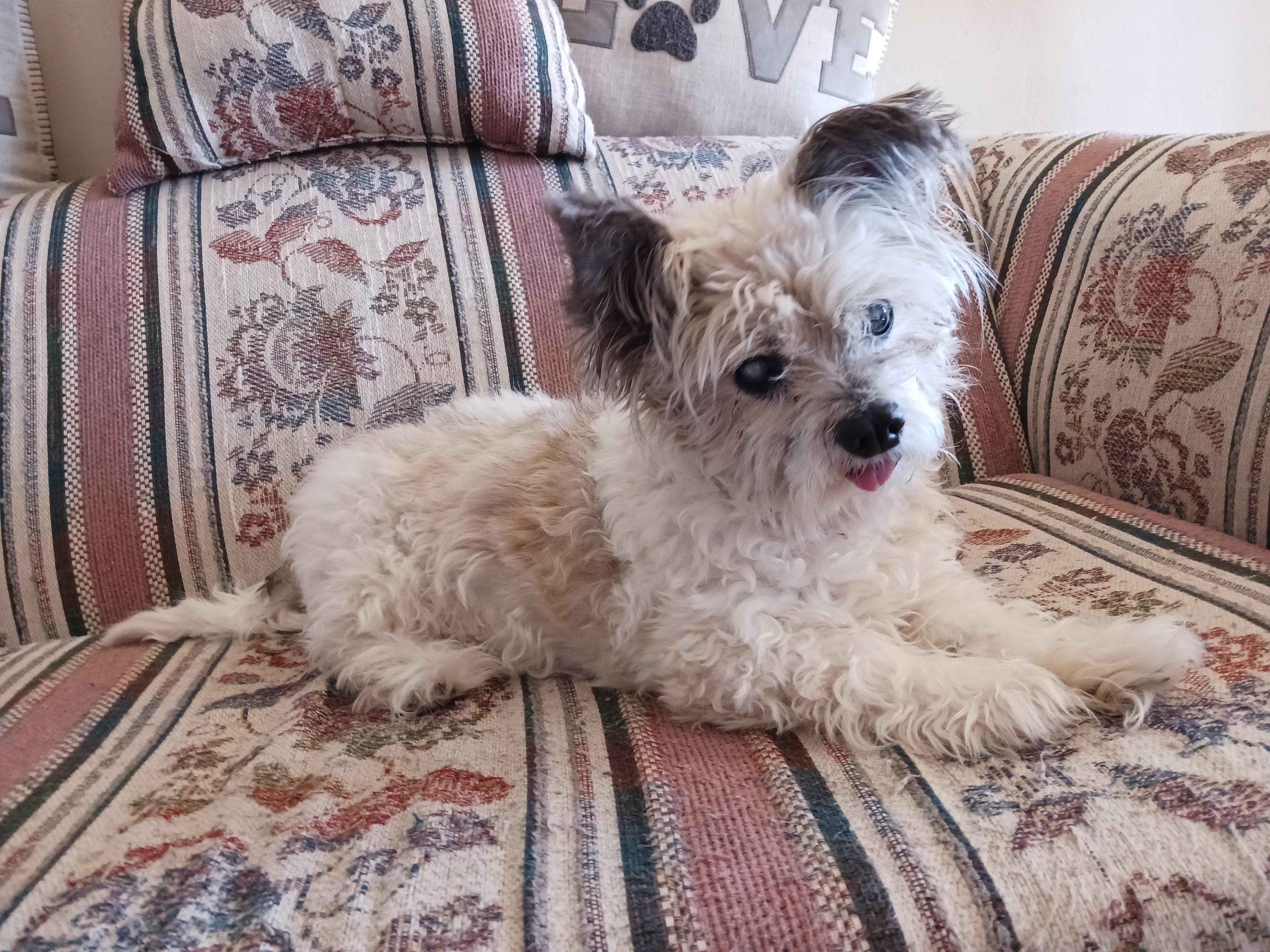 Gizmo, Adoptable, Senior Male Terrier & Mixed Breed.