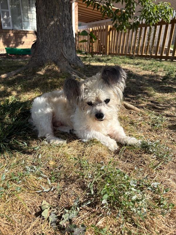 Gizmo, Adoptable, Senior Male Terrier & Mixed Breed.