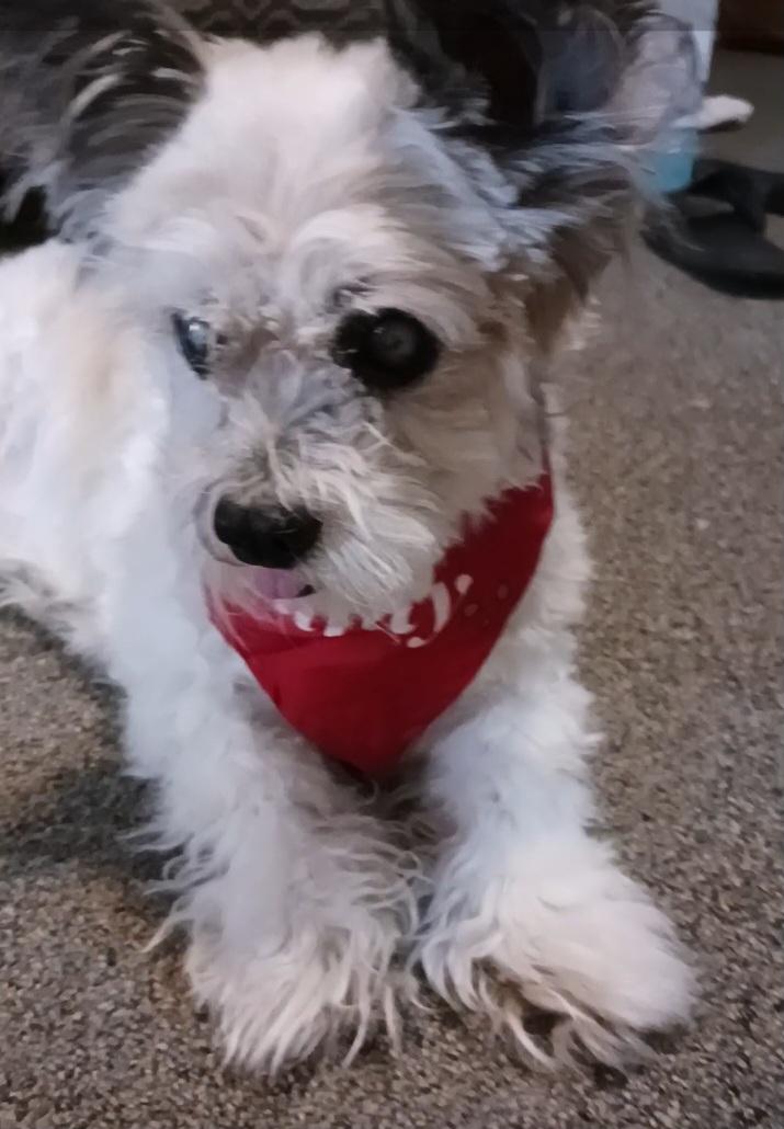 Gizmo, Adoptable, Senior Male Terrier & Mixed Breed.