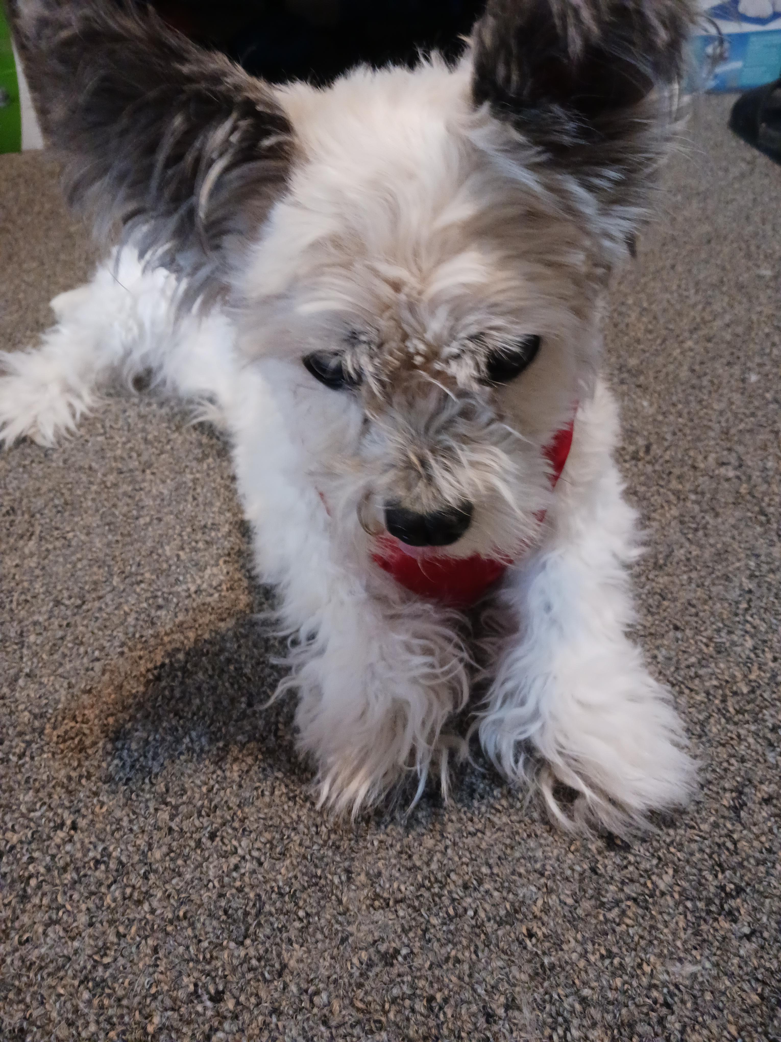 Enlarge Gizmo, a Adoptable mixed breed in Windsor, CO image 3/6