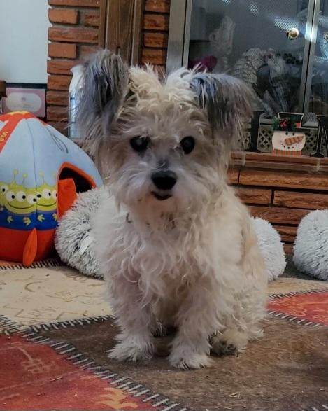 Gizmo, a Adoptable mixed breed in Windsor, CO image 2/6