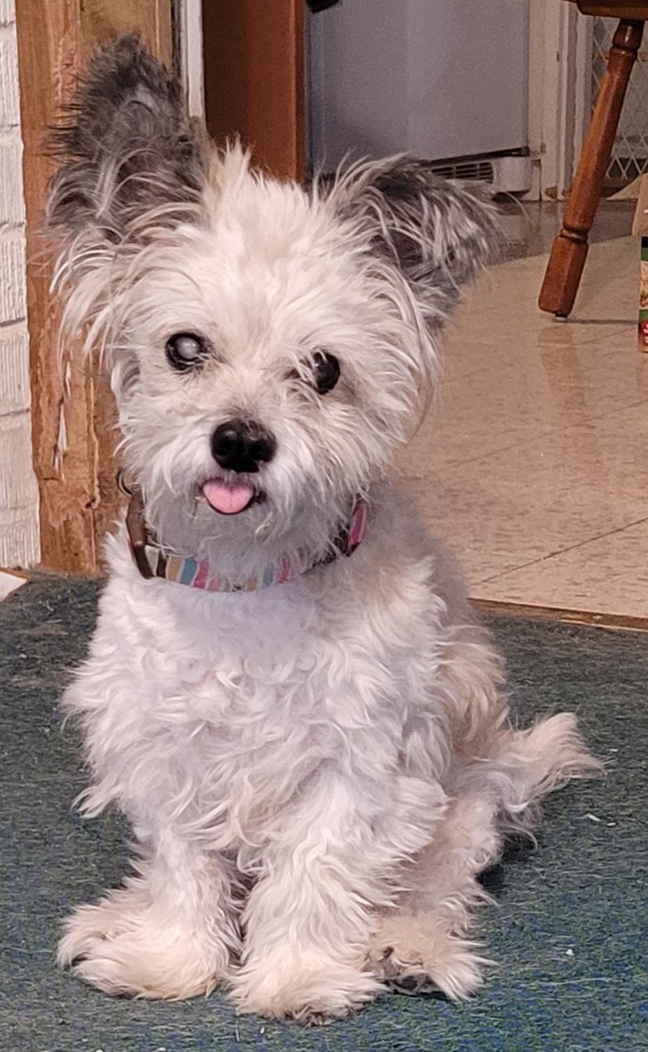 Enlarge Gizmo, a Adoptable mixed breed in Windsor, CO image 3/6