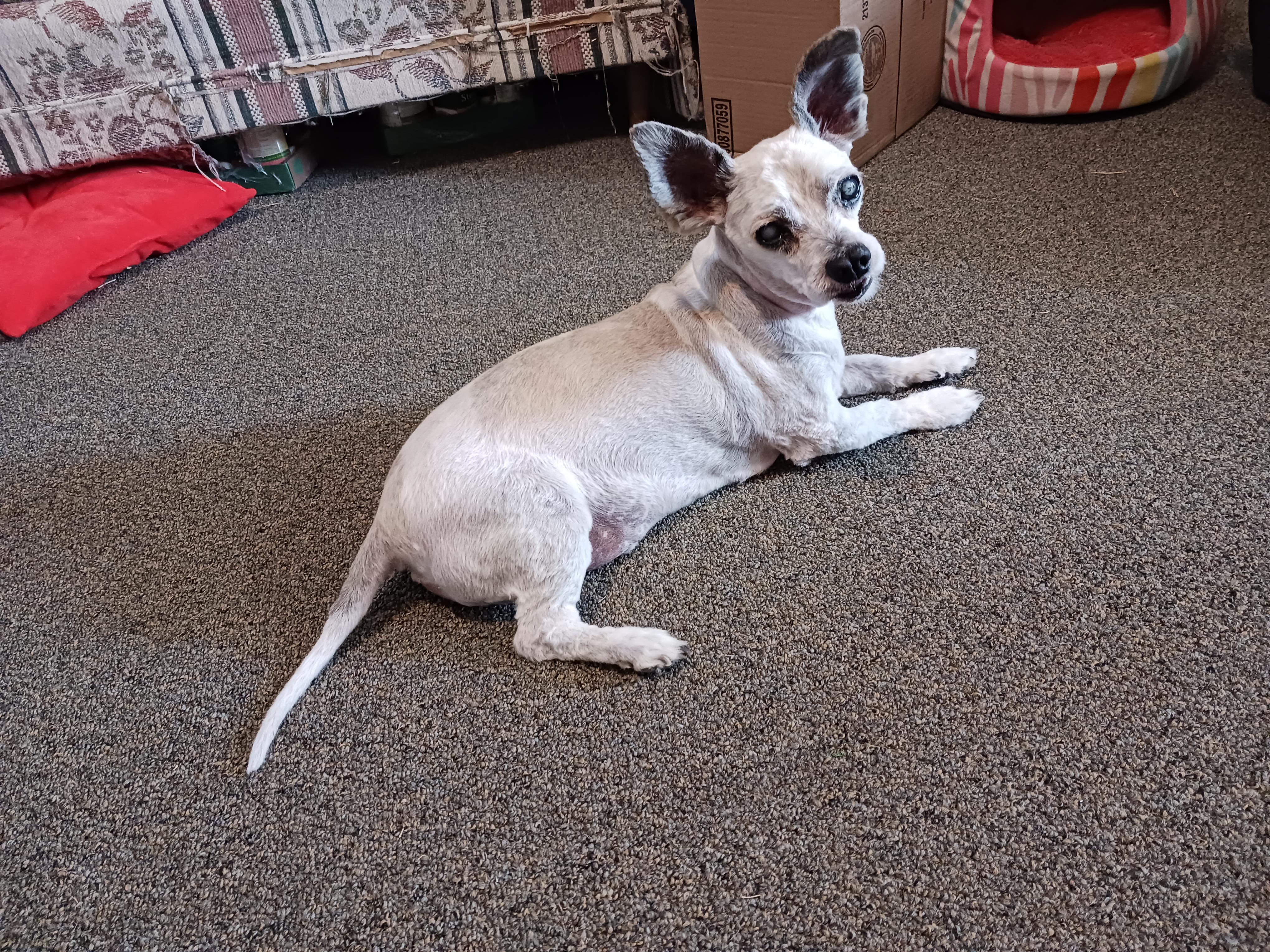Gizmo, a Adoptable mixed breed in Windsor, CO image 3/6